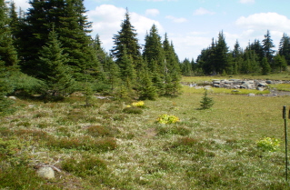 Small pond in a meadow in the area of the Sheep Rock summit 2009-08.